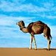 Camel Riding