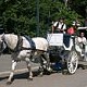Horse & Carriage Ride