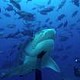 Shark Reef