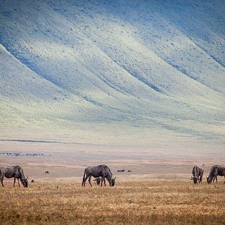 Ngorongoro Crater Tour